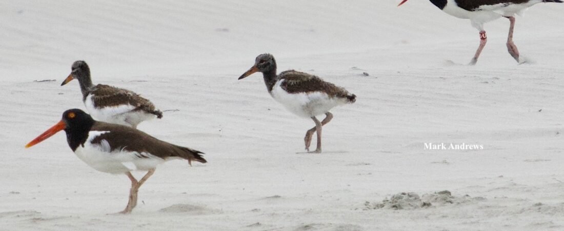 2021/07/11 Welcome to American Oystercatcher Chicks DY & DZ