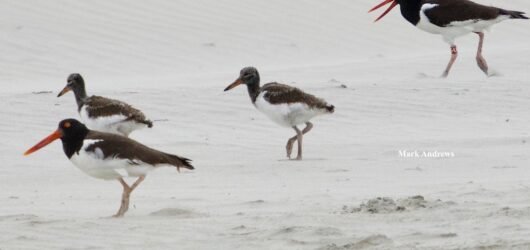 2021/07/11 Welcome to American Oystercatcher Chicks DY & DZ