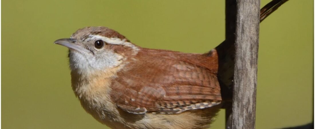 July 4th Challenge – find American Birds