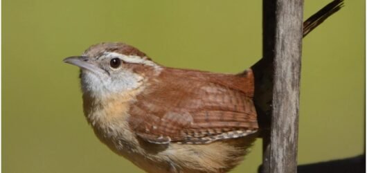 July 4th Challenge – find American Birds