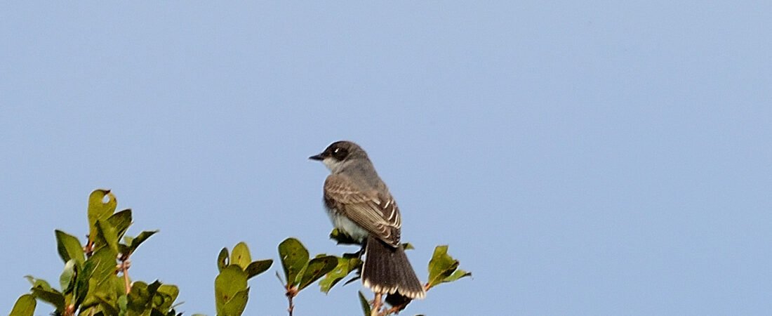 Join SIB Beyond Our Backyard: Kiawah River Development