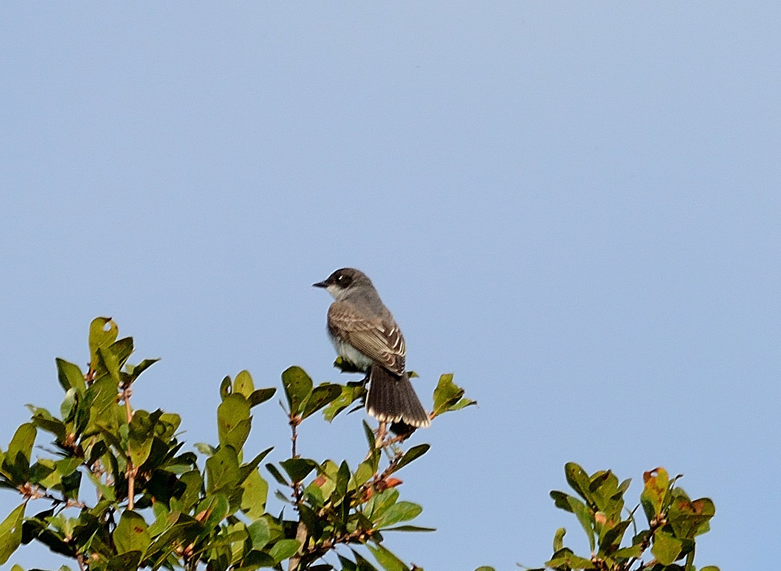 Join SIB Beyond Our Backyard: Kiawah River Development