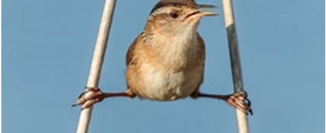 SIB – “Bird of the Week” – Marsh Wren