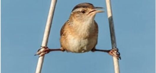 SIB – “Bird of the Week” – Marsh Wren