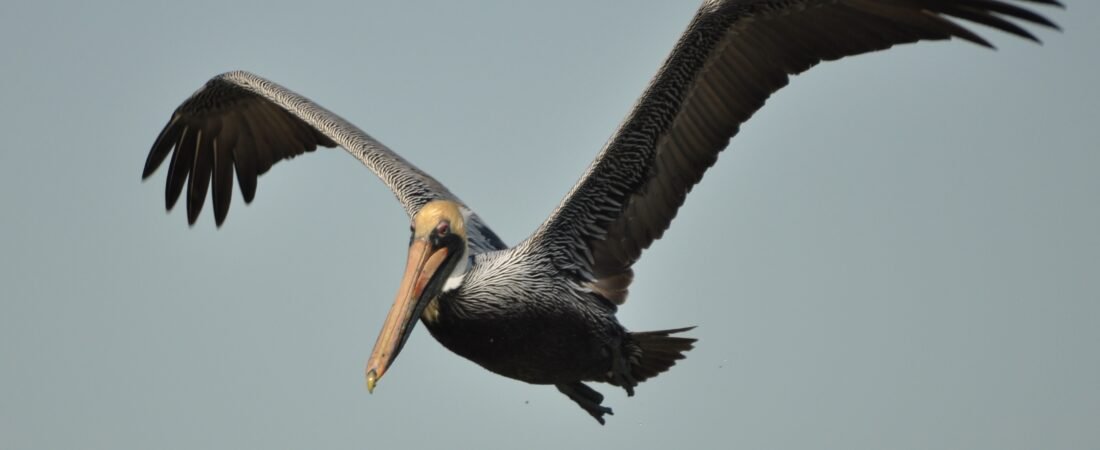 SIB Reports – Brown Pelicans return to nest on Crab Bank Seabird Sanctuary