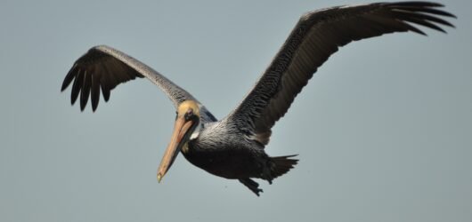 “Bird of the Week” – Brown Pelican