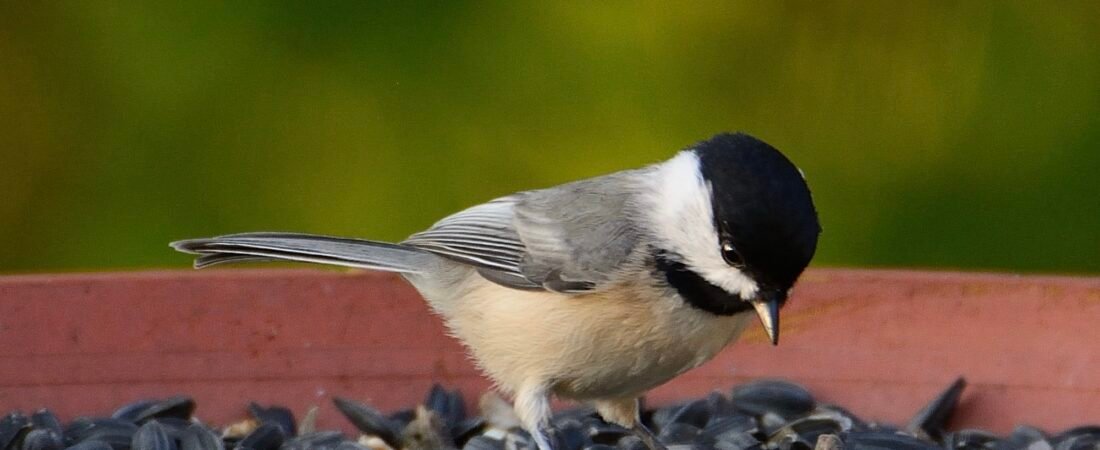 Ask SIB:  Where did all the birds go?