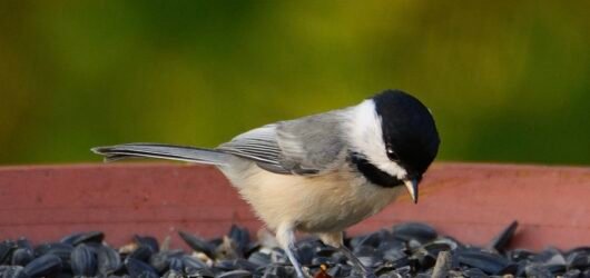 Ask SIB:  Where did all the birds go?