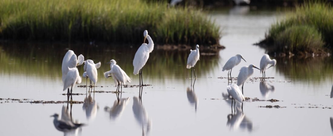 SIB Explores:  Carolina Bight Birding Center & Wings over Beaufort