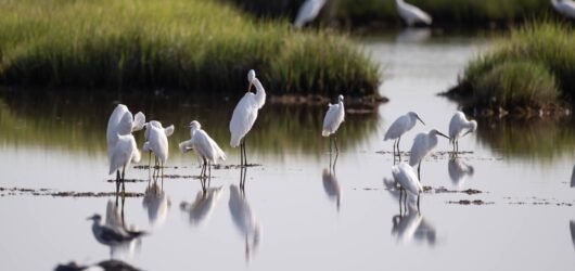 SIB Explores:  Carolina Bight Birding Center & Wings over Beaufort