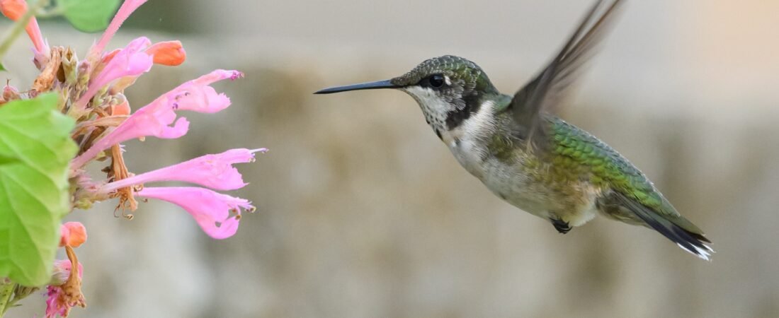 Did you know?  Amazing Hummingbird Facts