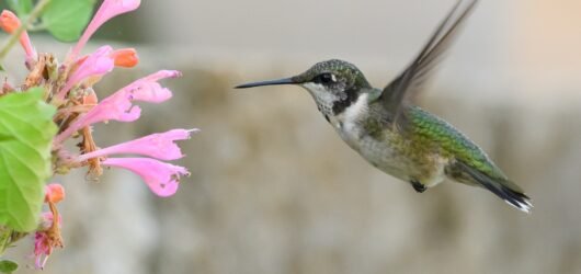 Did you know?  Amazing Hummingbird Facts