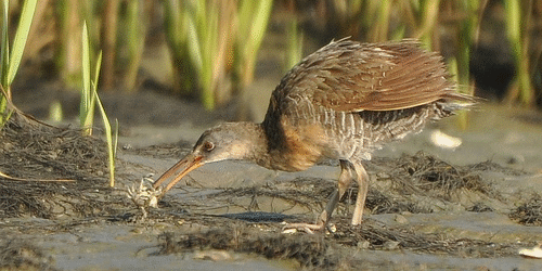 SIB “Bird of the Week” – Clapper Rail
