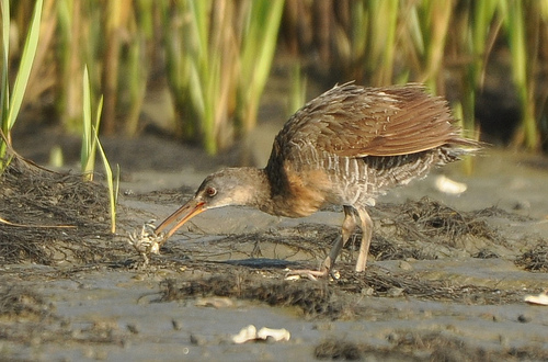 SIB “Bird of the Week” – Clapper Rail