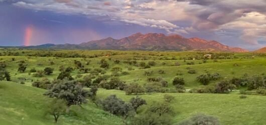 SIB Travels: The SE Arizona Birding Festival!