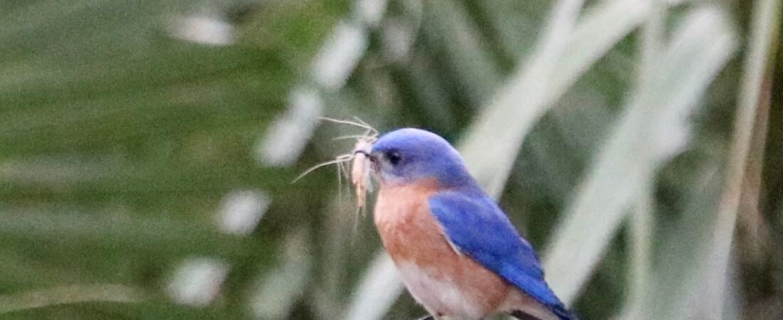 Did you know: Feeding those baby birds