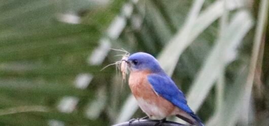 Did you know: Feeding those baby birds