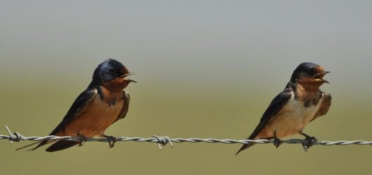 SIB “Bird of the Week” – Barn Swallow