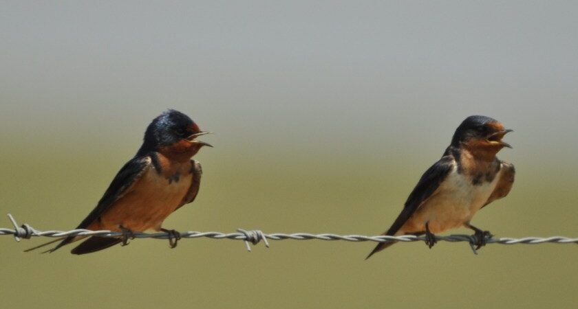 SIB “Bird of the Week” – Barn Swallow