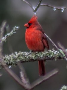 northern-cardinal-moore-4