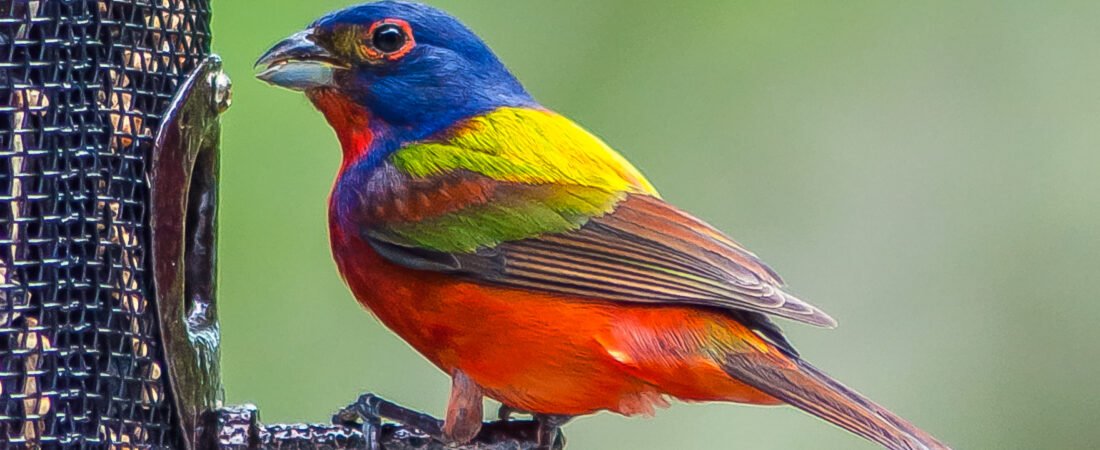 SIB “Bird of the Week” – Painted Bunting