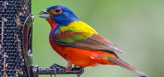 SIB “Bird of the Week” – Painted Bunting
