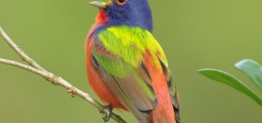 Welcome Spring and our newly arriving birds