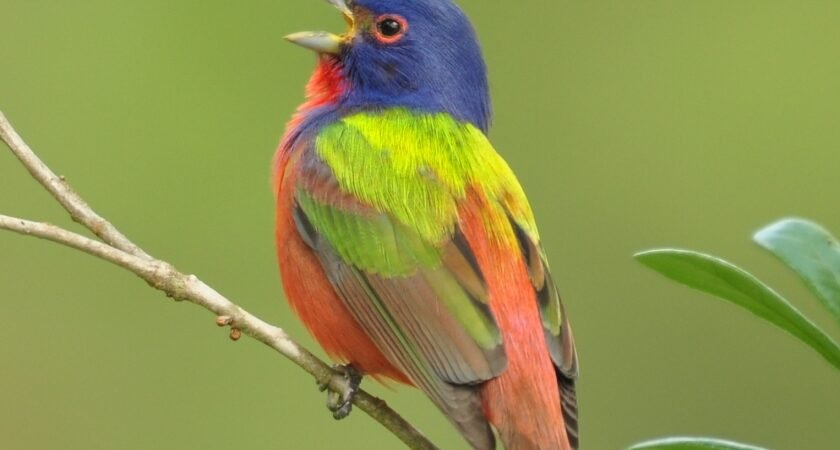 Welcome Spring and our newly arriving birds