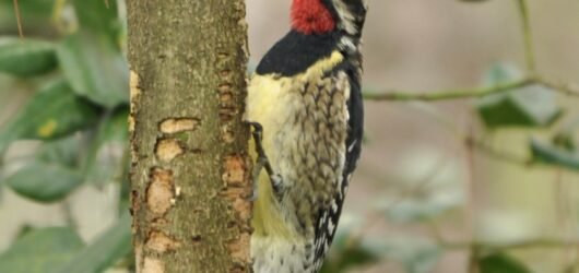 Join SIB: Walk off the Bird at Camp St. Christopher