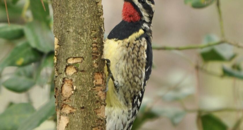 Join SIB: Walk off the Bird at Camp St. Christopher