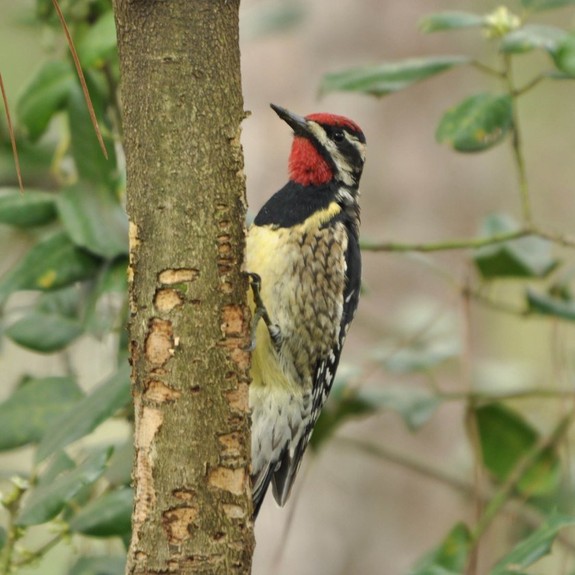 Join SIB: Walk off the Bird at Camp St. Christopher