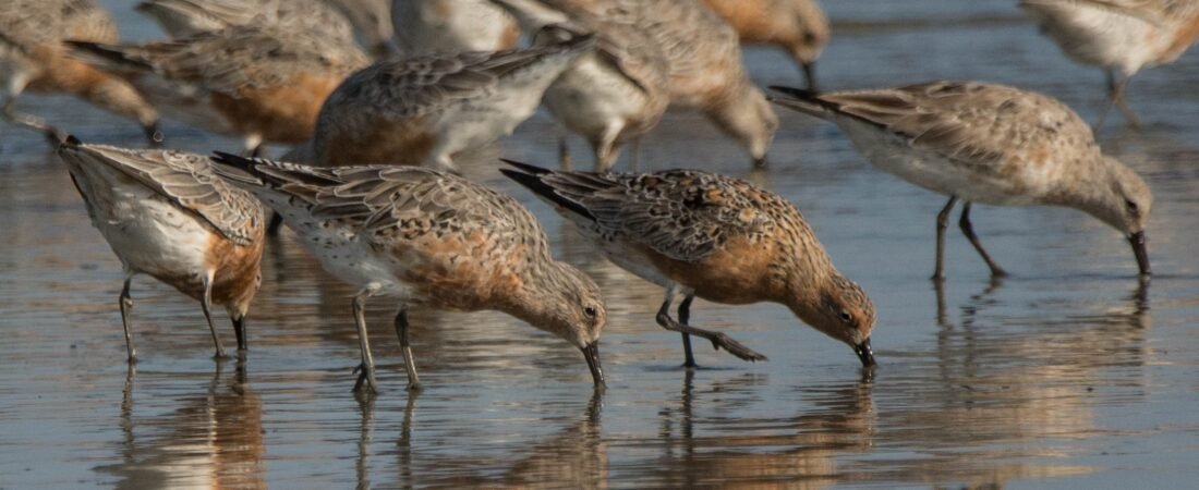 SIB “Bird of the Week” – Red Knot