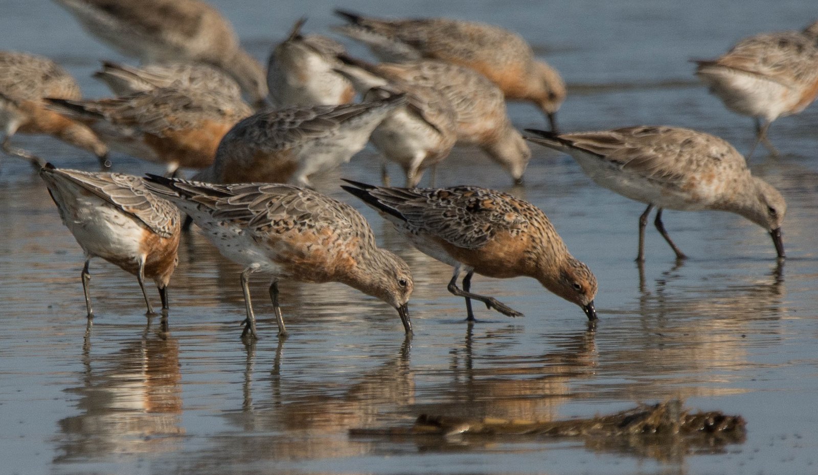 SIB “Bird of the Week” – Red Knot