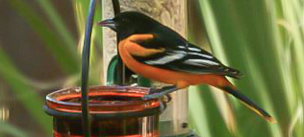SIB “Bird of the week” – Baltimore Oriole