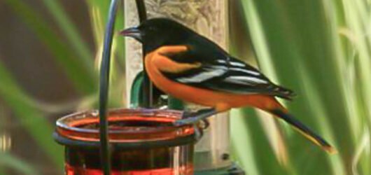 SIB “Bird of the week” – Baltimore Oriole