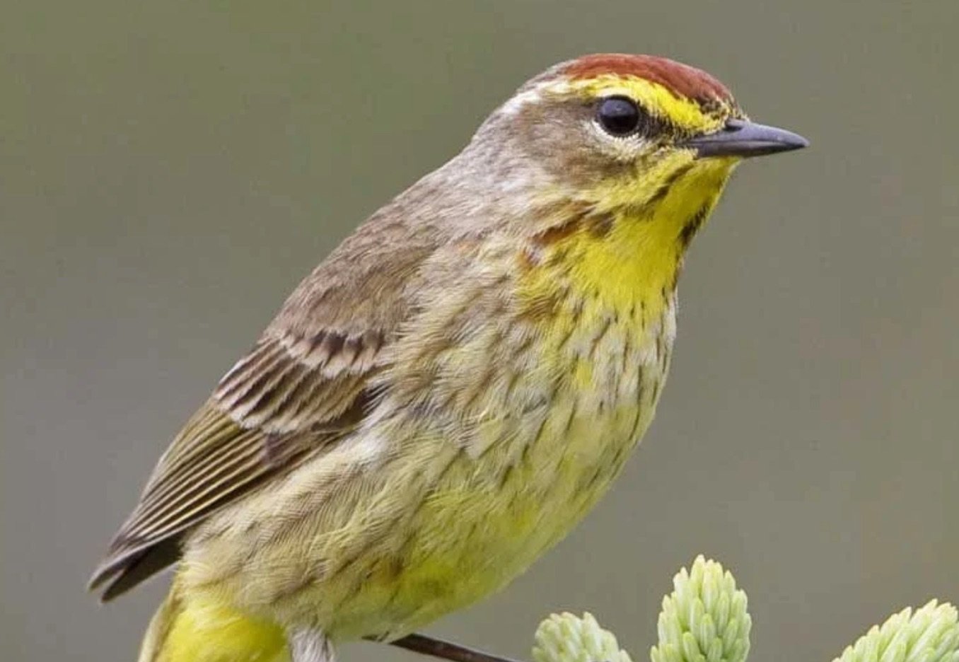 SIB “Bird of the Week” – Palm Warbler