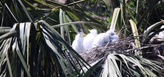 Did You Know: Many Names for Young Birds