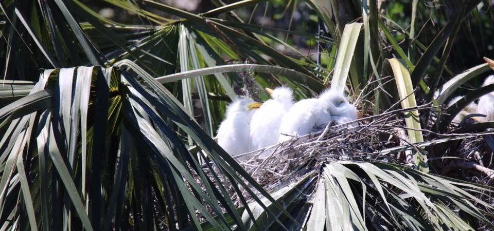 Did You Know: Many Names for Young Birds