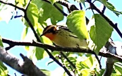 Join SIB: Beyond Our Backyard at Edisto Nature Trail