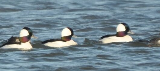 Spring Departures from Seabrook Island