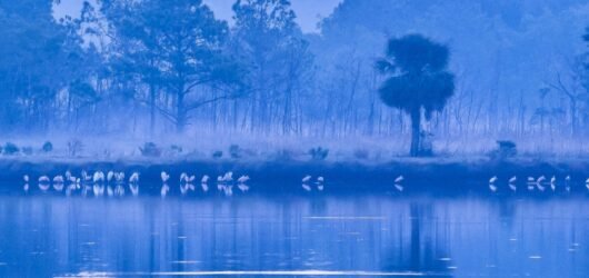 Join SIB: Beyond our Backyard at Bear Island WMA