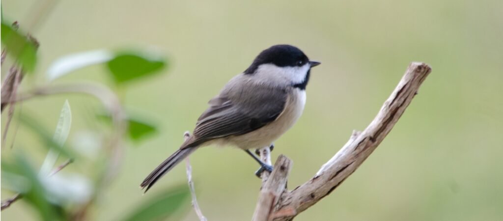 SIB “Bird of the Week”- Carolina Chickadee