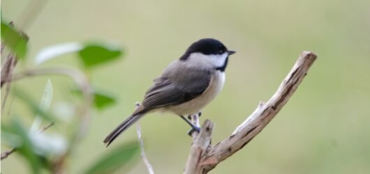 SIB “Bird of the Week”- Carolina Chickadee