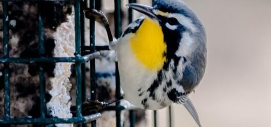 SIB’s “Bird of the Week” – Yellow-throated Warbler