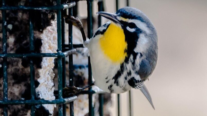 SIB’s “Bird of the Week” – Yellow-throated Warbler