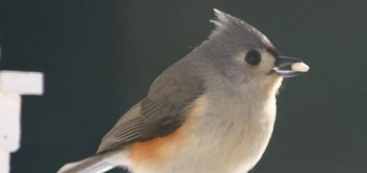 SIB “Bird of the Week” – Tufted Titmouses (OR Titmice?)