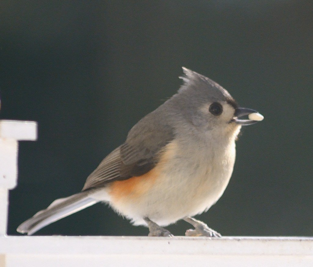 SIB “Bird of the Week” – Tufted Titmouses (OR Titmice?)