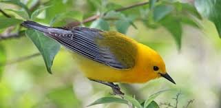 Seabrook Island Birders Presents on September 29, 2025 at 7:00 PM