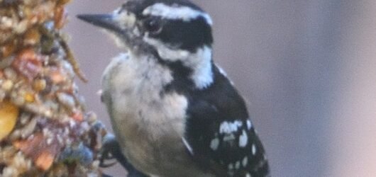 SIB “Bird of the Week” – Downy Woodpecker
