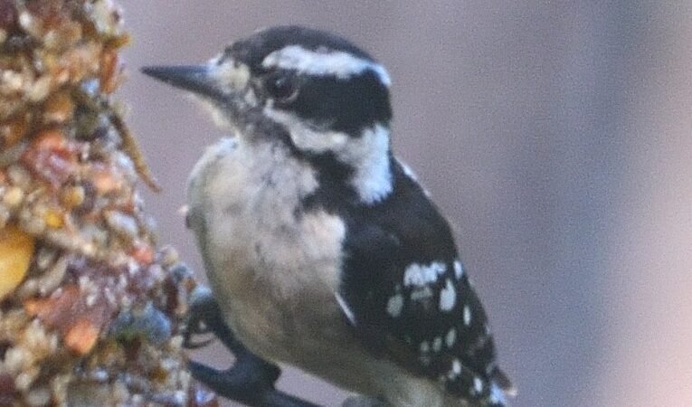 SIB “Bird of the Week” – Downy Woodpecker